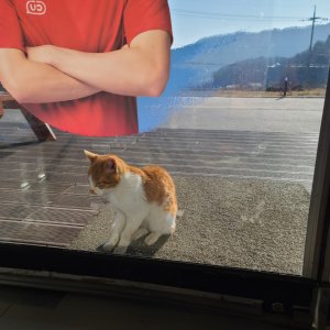 고양이 주인을 찾습니다 기타묘종 강원도 춘천시