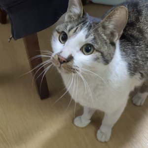고양이 주인을 찾습니다 코리아쇼트헤어 서울특별시 관악구