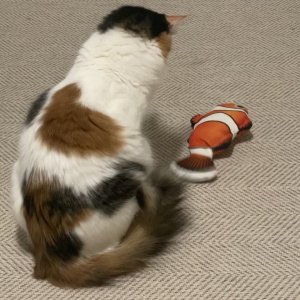고양이를 찾습니다 고양이 전단지