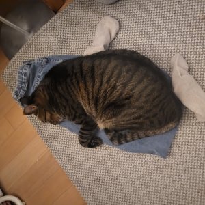 고양이를 찾습니다 코리아쇼트헤어 서울특별시 강서구