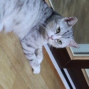 고양이를 찾습니다 고양이 전단지