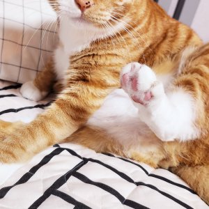 고양이를 찾습니다 고양이 전단지