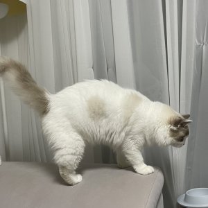 고양이를 찾습니다 래그돌 경기도 성남시 분당구