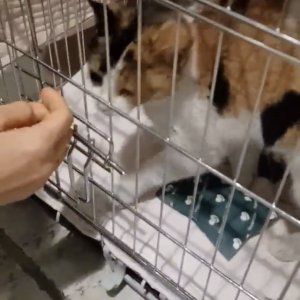 고양이 주인을 찾습니다 기타묘종 경기도 파주시