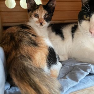 고양이를 찾습니다 고양이 전단지