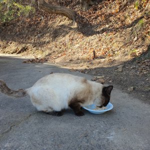 고양이 주인을 찾습니다 샴 강원도 강릉시