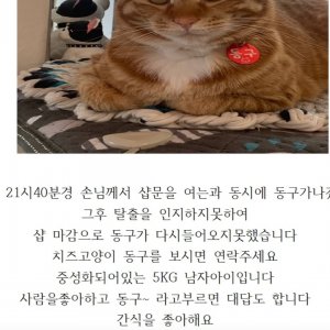 고양이를 찾습니다 고양이 전단지