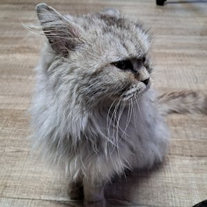 고양이 주인을 찾습니다 고양이 전단지