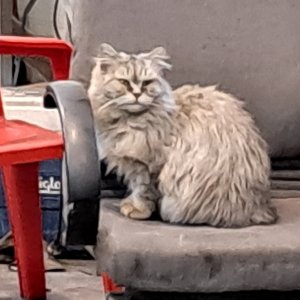 고양이 주인을 찾습니다 페르시안 경기도 화성시