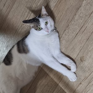 고양이를 찾습니다 코리아쇼트헤어 경상북도 구미시