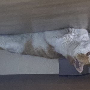 고양이 주인을 찾습니다 코리아쇼트헤어 서울특별시 종로구
