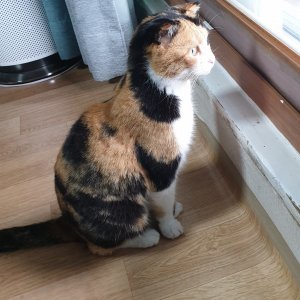 고양이 주인을 찾습니다 기타묘종 경기도 안양시 만안구