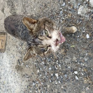 고양이 주인을 찾습니다 기타묘종 대전광역시 동구