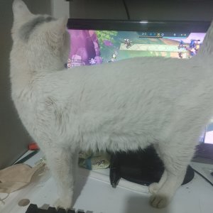 고양이를 찾습니다 기타묘종 경상북도 구미시