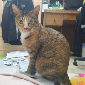 고양이를 찾습니다 고양이 전단지