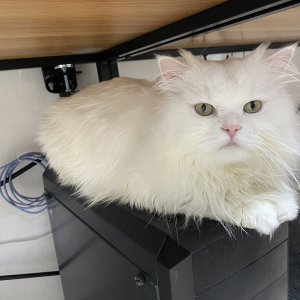 고양이를 찾습니다 페르시안 서울특별시 강북구