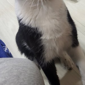 고양이를 찾습니다 고양이 전단지