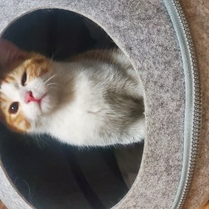 고양이 주인을 찾습니다 브리티시쇼트헤어 서울특별시 동작구