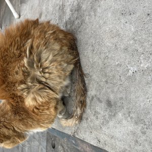 고양이 주인을 찾습니다 믹스묘 서울특별시 마포구