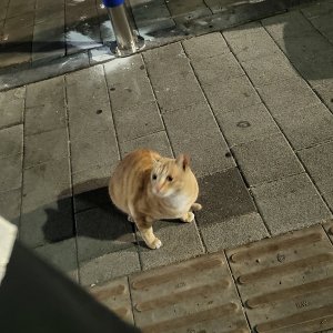 고양이 주인을 찾습니다 코리아쇼트헤어 경기도 성남시 중원구