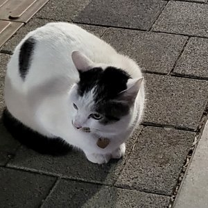 고양이 주인을 찾습니다 고양이 전단지