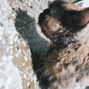 고양이 주인을 찾습니다 기타묘종 인천광역시 남동구