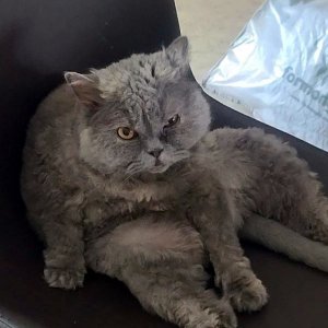 고양이를 찾습니다 기타묘종 경기도 시흥시