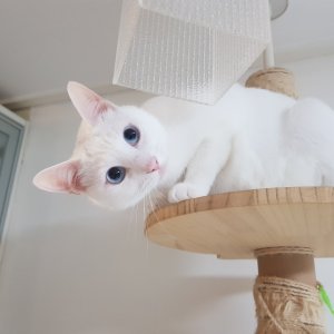 고양이 실종 코리아쇼트헤어 서울특별시 노원구