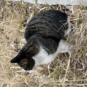 고양이 주인을 찾습니다 기타묘종 서울특별시 은평구