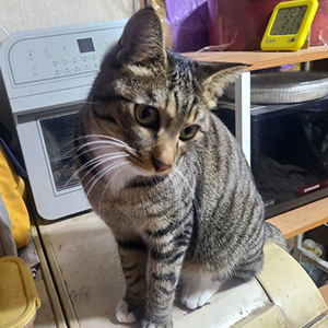 고양이 실종 코리아쇼트헤어 서울특별시 노원구