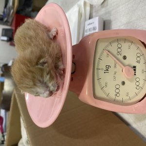 고양이 구조 코리아쇼트헤어 서울특별시 강남구