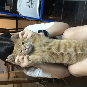 고양이 실종 코리아쇼트헤어 서울특별시 서대문구