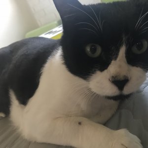 고양이 실종 코리아쇼트헤어 경기도 용인시 처인구