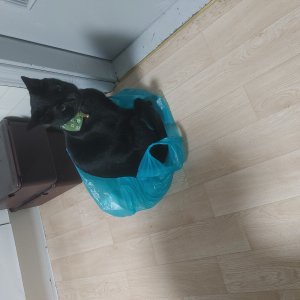 고양이 실종 코리아쇼트헤어 서울특별시 서대문구