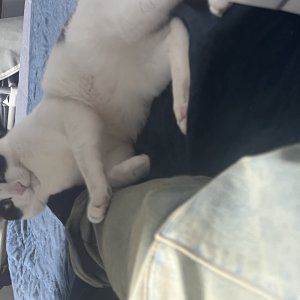 고양이 실종 코리아쇼트헤어 서울특별시 용산구