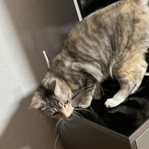 고양이 실종 코리아쇼트헤어 강원도 홍천군