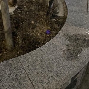 고양이 주인을 찾습니다 기타묘종 대구광역시 중구