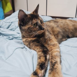고양이를 찾습니다 고양이 전단지
