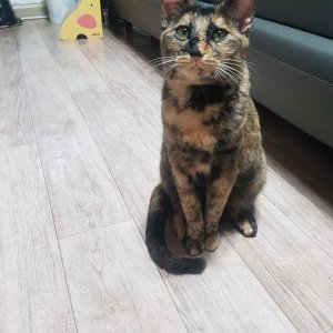 고양이 실종 코리아쇼트헤어 강원도 삼척시
