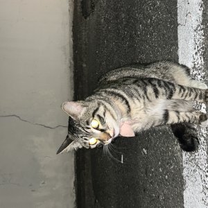고양이 목격 코리아쇼트헤어 대전광역시 동구