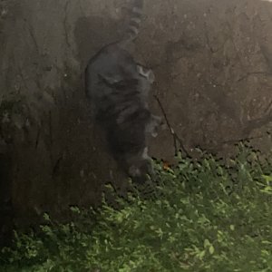고양이 주인을 찾습니다 기타묘종 경기도 고양시 일산서구