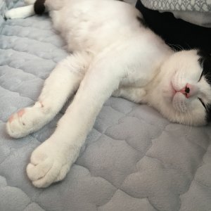 고양이를 찾습니다 기타묘종 부산광역시 해운대구