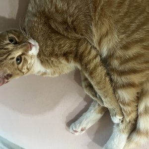 고양이 실종 코리아쇼트헤어 서울특별시 서대문구