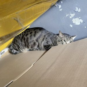 고양이 목격 코리아쇼트헤어 서울특별시 서대문구