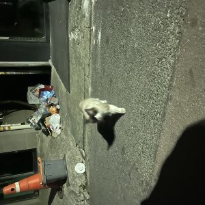 고양이 주인을 찾습니다 래그돌 경기도 안산시 단원구
