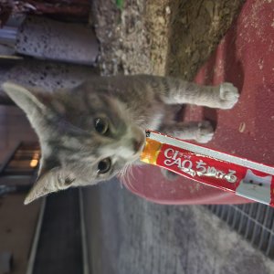 고양이 주인을 찾습니다 기타묘종 제주특별자치도 제주시