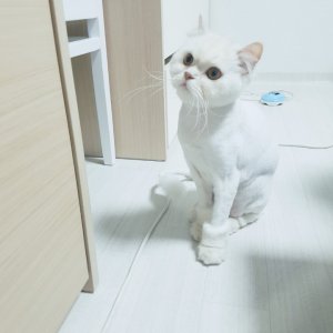 고양이 실종 페르시안 부산광역시 수영구
