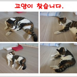 고양이 실종 코리아쇼트헤어 경기도 파주시