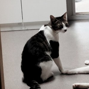 고양이를 찾습니다 고양이 전단지