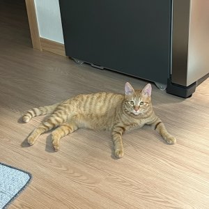 고양이 실종 코리아쇼트헤어 경상북도 포항시 남구